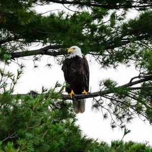 Preview wallpaper bald eagle, eagle, bird, wildlife, branch