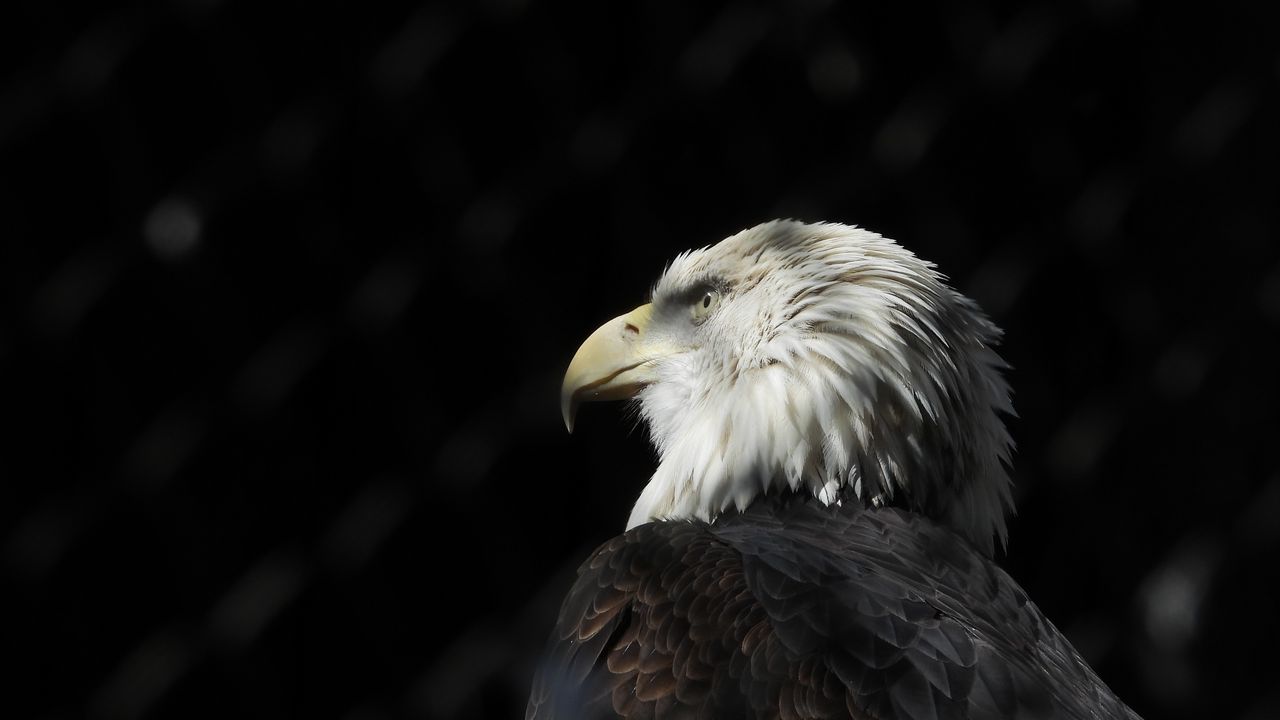 Wallpaper bald eagle, eagle, bird, beak, feathers, predator
