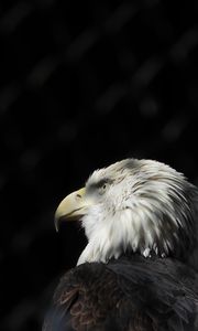 Preview wallpaper bald eagle, eagle, bird, beak, feathers, predator