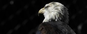 Preview wallpaper bald eagle, eagle, bird, beak, feathers, predator