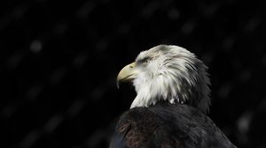 Preview wallpaper bald eagle, eagle, bird, beak, feathers, predator