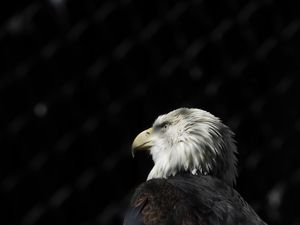 Preview wallpaper bald eagle, eagle, bird, beak, feathers, predator