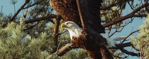 Preview wallpaper bald eagle, eagle, bird, predator, wings