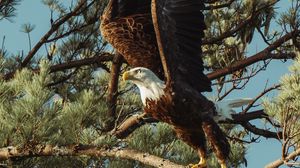 Preview wallpaper bald eagle, eagle, bird, predator, wings