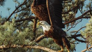 Preview wallpaper bald eagle, eagle, bird, predator, wings