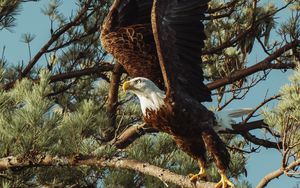 Preview wallpaper bald eagle, eagle, bird, predator, wings