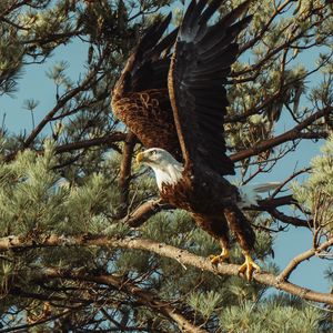 Preview wallpaper bald eagle, eagle, bird, predator, wings