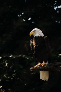 Preview wallpaper bald eagle, eagle, bird, predator, tree