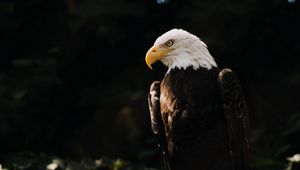 Preview wallpaper bald eagle, eagle, bird, predator, tree