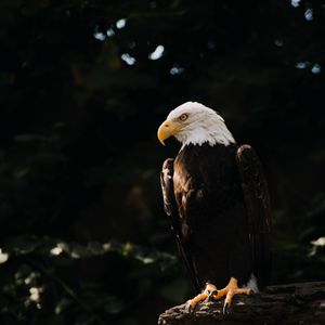 Preview wallpaper bald eagle, eagle, bird, predator, tree