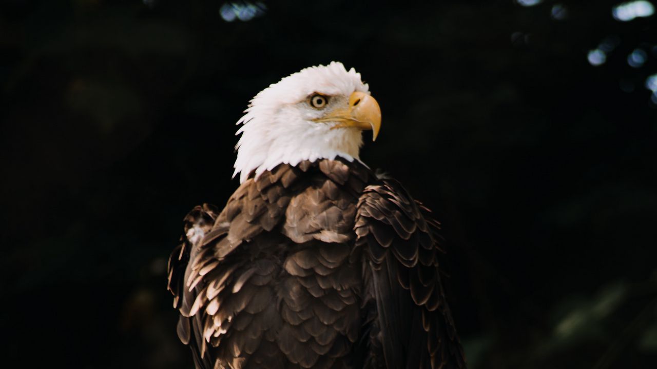 Wallpaper bald eagle, eagle, bird, predator, tree, glance