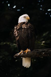 Preview wallpaper bald eagle, eagle, bird, predator, tree, glance