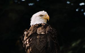 Preview wallpaper bald eagle, eagle, bird, predator, tree, glance
