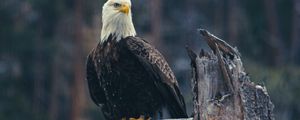 Preview wallpaper bald eagle, eagle, bird, predator, branch