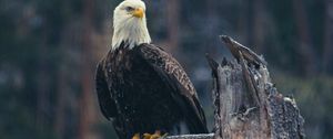Preview wallpaper bald eagle, eagle, bird, predator, branch