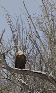 Preview wallpaper bald eagle, eagle, bird, tree, branches