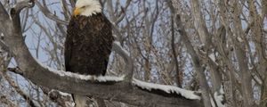 Preview wallpaper bald eagle, eagle, bird, tree, branches