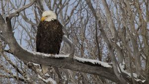 Preview wallpaper bald eagle, eagle, bird, tree, branches