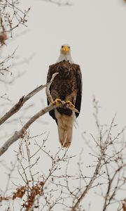 Preview wallpaper bald eagle, eagle, bird, predator, branch, wildlife