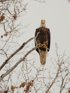 Preview wallpaper bald eagle, eagle, bird, predator, branch, wildlife