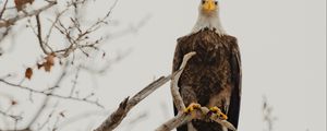 Preview wallpaper bald eagle, eagle, bird, predator, branch, wildlife