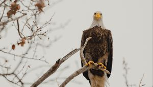 Preview wallpaper bald eagle, eagle, bird, predator, branch, wildlife