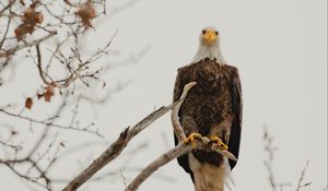 Preview wallpaper bald eagle, eagle, bird, predator, branch, wildlife