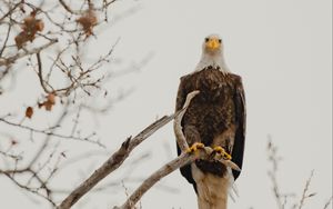 Preview wallpaper bald eagle, eagle, bird, predator, branch, wildlife