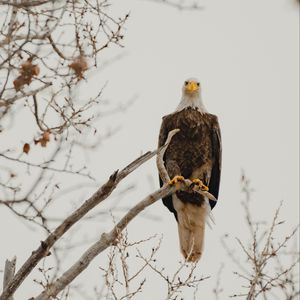 Preview wallpaper bald eagle, eagle, bird, predator, branch, wildlife