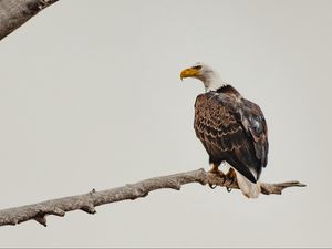Preview wallpaper bald eagle, eagle, bird, brown, branch, wildlife