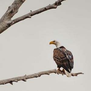 Preview wallpaper bald eagle, eagle, bird, brown, branch, wildlife