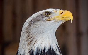 Preview wallpaper bald eagle, eagle, bird, predator, brown, white