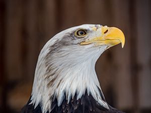 Preview wallpaper bald eagle, eagle, bird, predator, brown, white