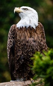 Preview wallpaper bald eagle, eagle, bird, brown, predator, wildlife