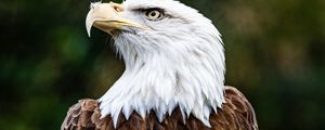 Preview wallpaper bald eagle, eagle, bird, brown, predator, wildlife