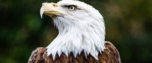 Preview wallpaper bald eagle, eagle, bird, brown, predator, wildlife