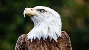 Preview wallpaper bald eagle, eagle, bird, brown, predator, wildlife