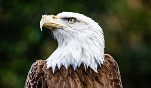 Preview wallpaper bald eagle, eagle, bird, brown, predator, wildlife