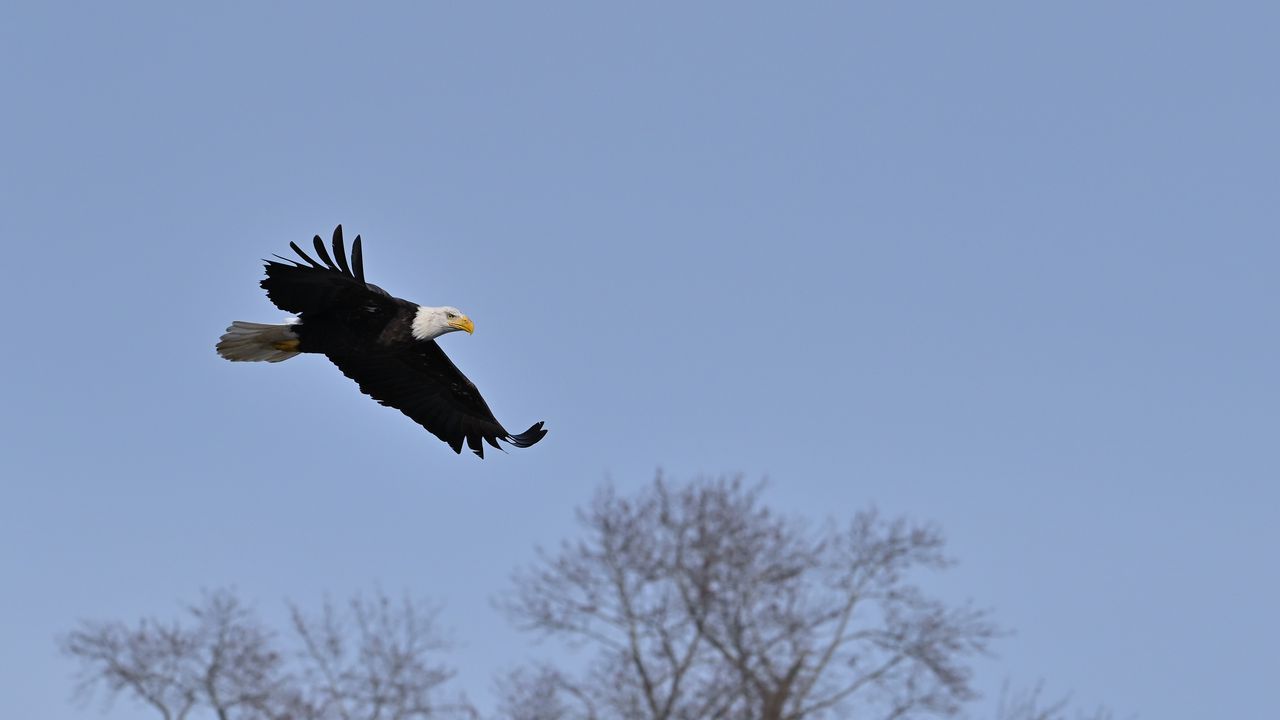 Wallpaper bald eagle, eagle, bird, sky, flight