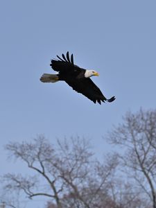 Preview wallpaper bald eagle, eagle, bird, sky, flight