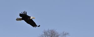 Preview wallpaper bald eagle, eagle, bird, sky, flight