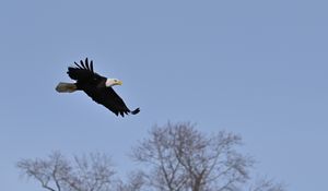 Preview wallpaper bald eagle, eagle, bird, sky, flight