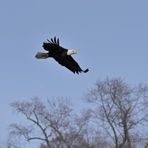 Preview wallpaper bald eagle, eagle, bird, sky, flight