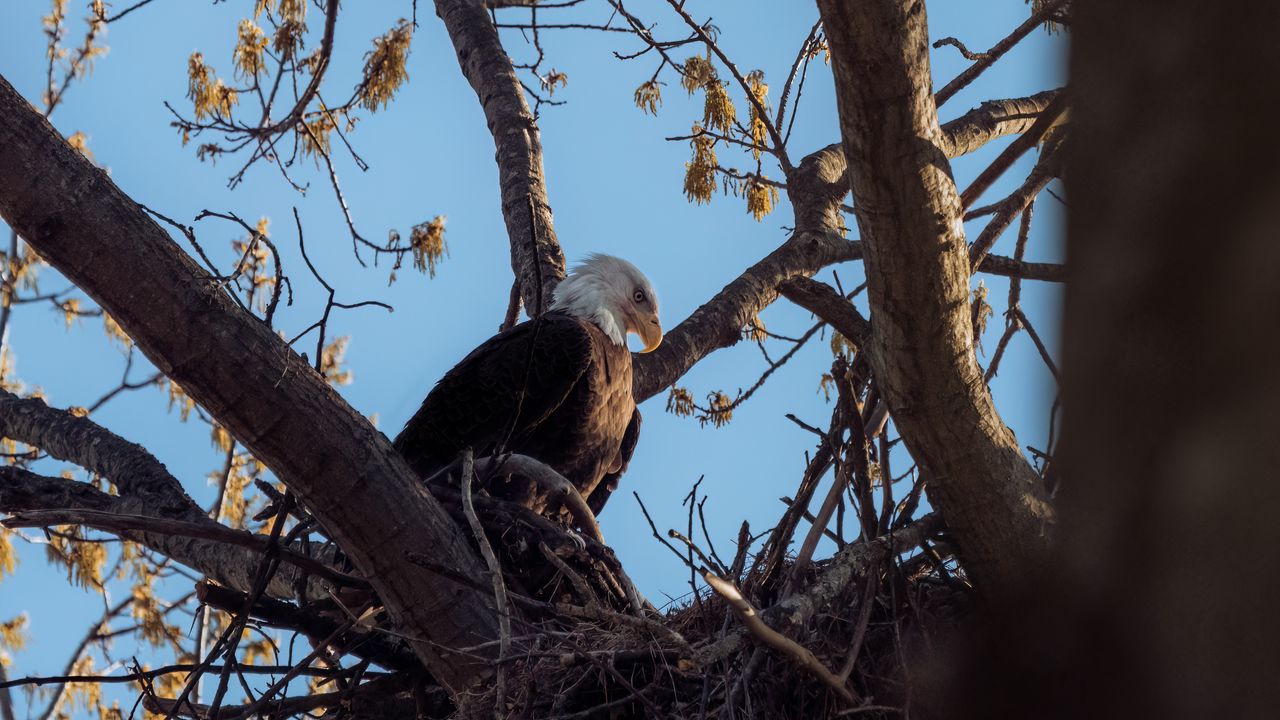 Wallpaper bald eagle, eagle, bird, tree, branches, wild nature