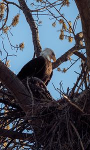 Preview wallpaper bald eagle, eagle, bird, tree, branches, wild nature