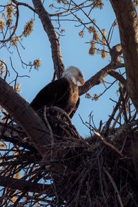 Preview wallpaper bald eagle, eagle, bird, tree, branches, wild nature