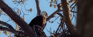 Preview wallpaper bald eagle, eagle, bird, tree, branches, wild nature