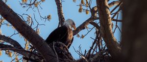 Preview wallpaper bald eagle, eagle, bird, tree, branches, wild nature