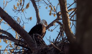 Preview wallpaper bald eagle, eagle, bird, tree, branches, wild nature