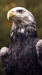 Preview wallpaper bald eagle, eagle, bird, wild